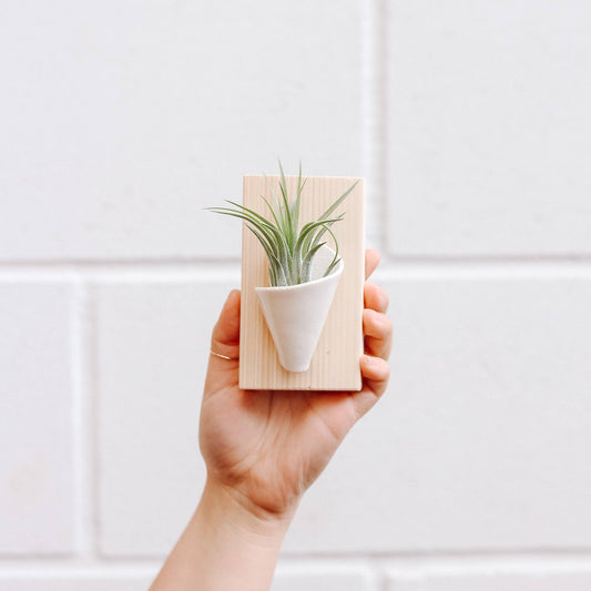 Carter and Rose - Ceramic Wall Planter - Tiny