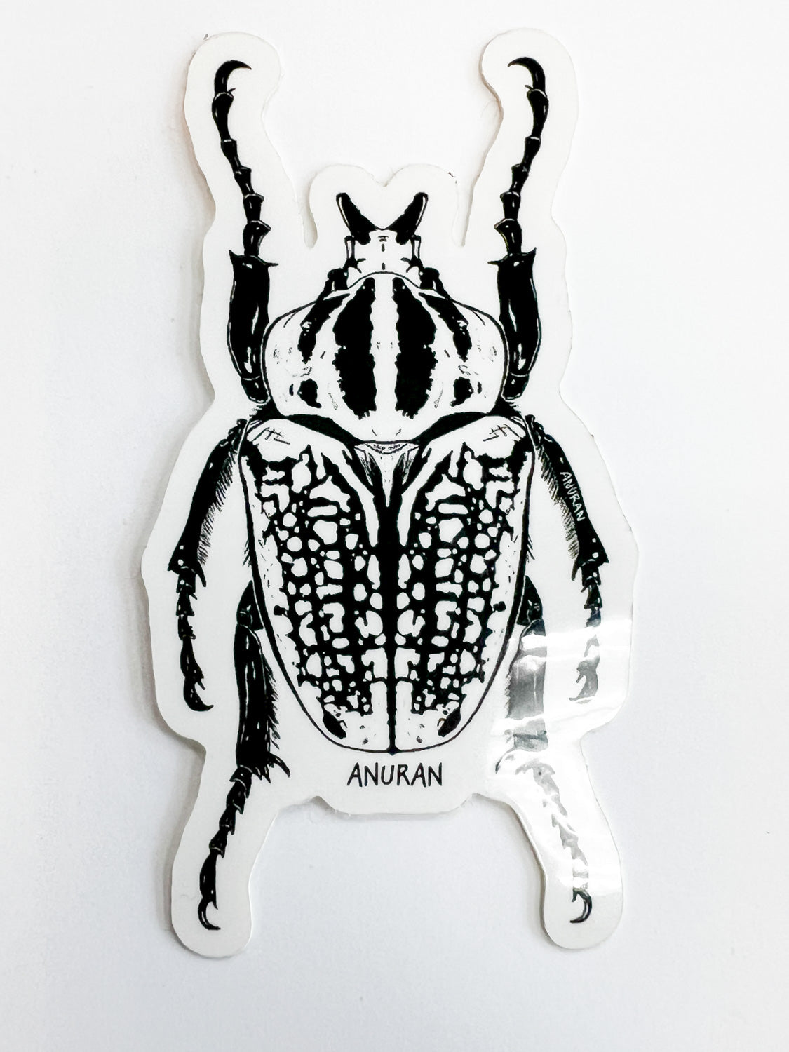 Anuran Goliath Beetle Sticker