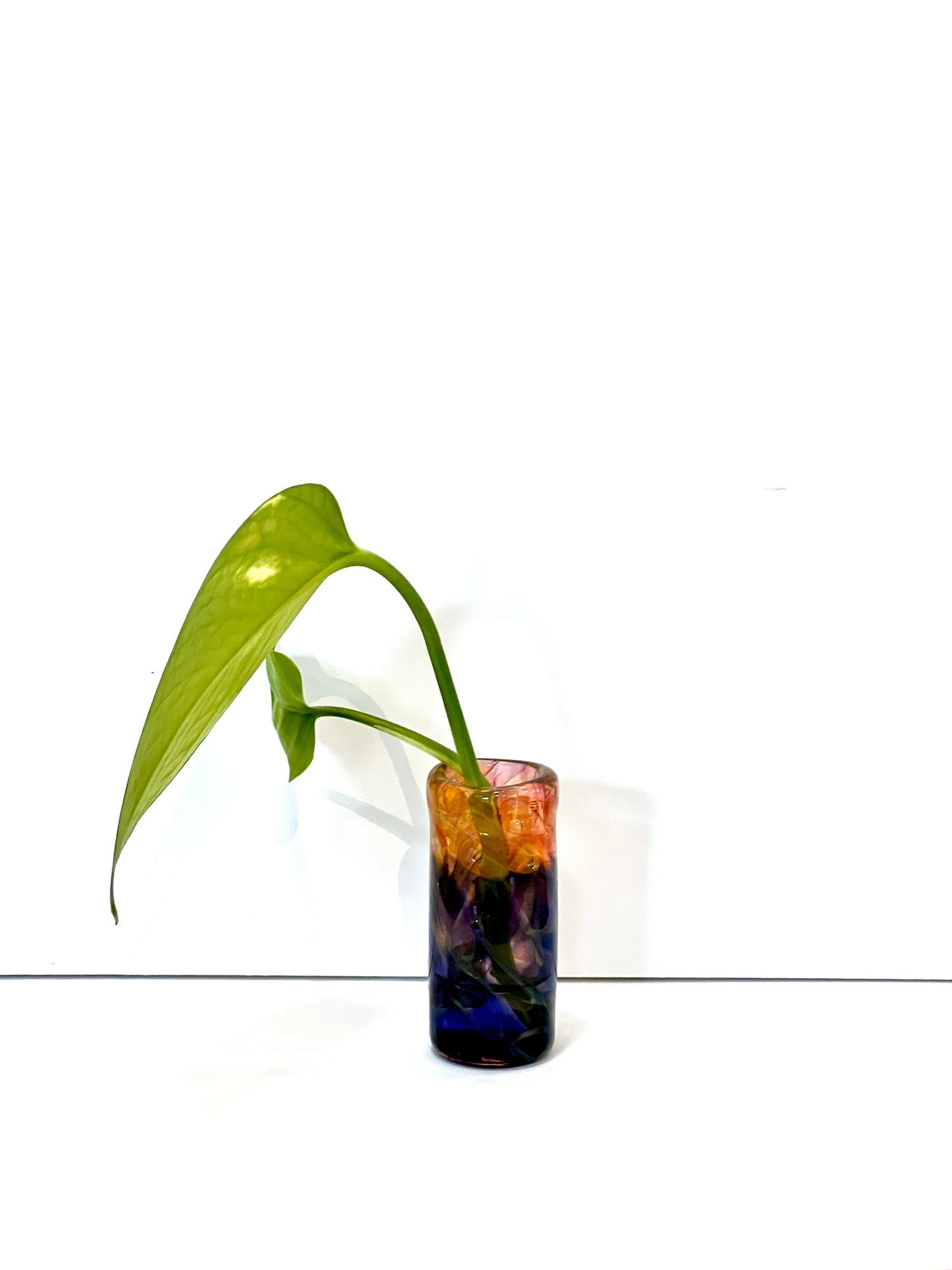 Dabio Propogation Jars