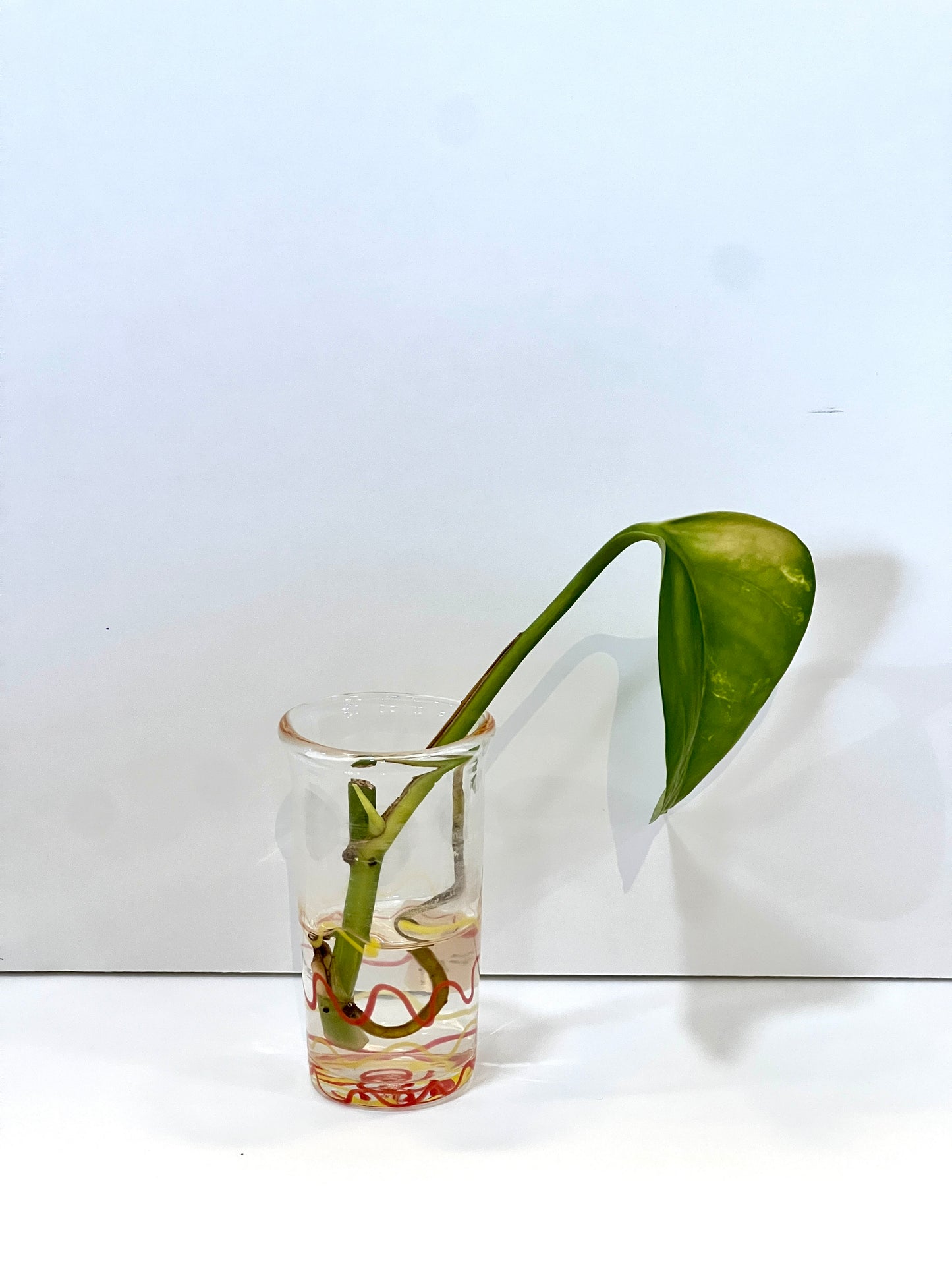 Dabio Propogation Jars