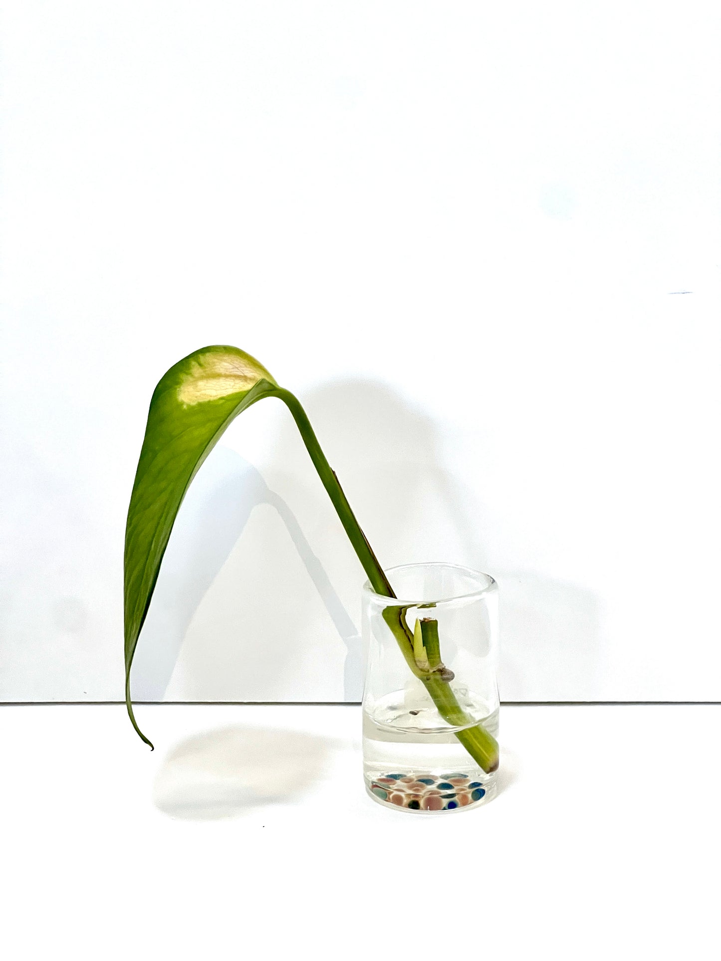 Dabio Propogation Jars